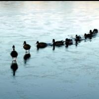 ducks in a row