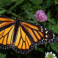 monarch butterfly