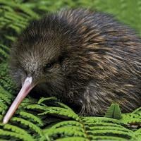 kiwi bird