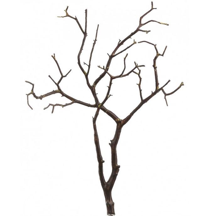 Branches