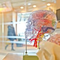 Brain