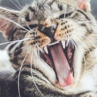Angry cat snarling and showing its teeth, photo by Erik-Jan Leusink