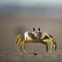Crab on the beach, photo by Felipe Portella