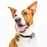 Dog wearing a tracking device on its collar