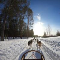 Huskies pulling a dogsled