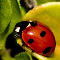 ladybug