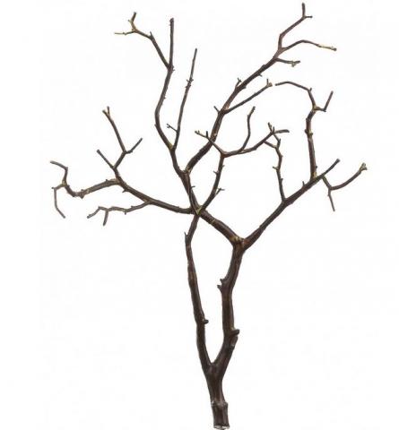 Branches