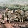 Pack of lions