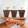 Person holding three small plants starting to sprout