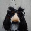 Cute dog wearing a disguise with a fake nose and glasses